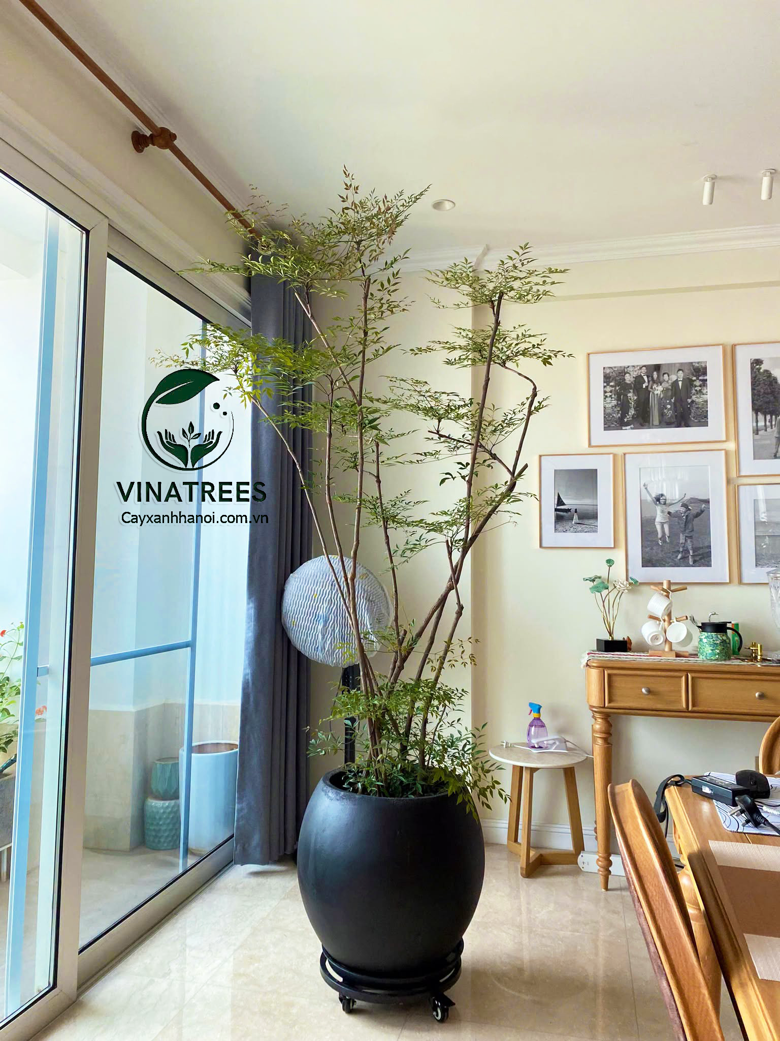 Cây nam thiên trúc một dòng cây được nhiều khách hàng lựa chọn decor nhà hiện nay